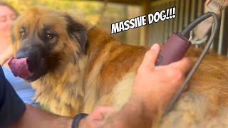 72KG GIANT LEONBERGER Gets a Groom [upl. by Alil]