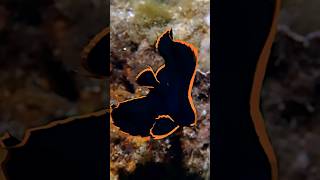 BATFISH 🐠  Marine Fish  AZ FANCY BIRDS [upl. by Ryle]