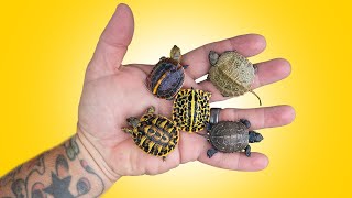 So Many Baby Turtles Are Hatching at Garden State Tortoise [upl. by Manup]