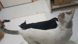 MALE CAT DOESNT LIKE BLACK FEMALE CAT😻😻😻 [upl. by Ailhat]