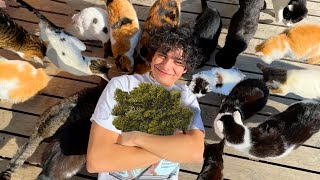 i went to a CAT ISLAND covered in CATNIP [upl. by Ecille196]