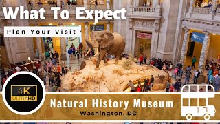 Natural History Museum  Full Tour  Washington DC  Smithsonian 4K [upl. by Malvina134]