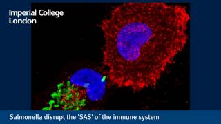 Salmonella disrupt the SAS of the immune system [upl. by Asreht]