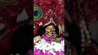 Radhe radhe gopal ji 🧿 🙏💗💗❣️❣️🌺🌺🌼🌼🍂🍂🥰🥰 [upl. by Ellecrad744]