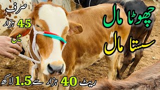 45k Me Khoobsurat Maal  Malir Mandi 2024  Cow Mandi 2024 [upl. by Schluter784]