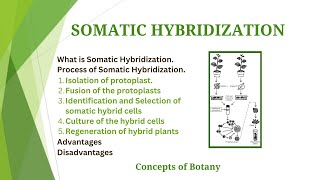 Somatic Hybridization in Plant Tissue Culture Process Advantages Hindi Urdu Concepts of Botany [upl. by Sutherland478]