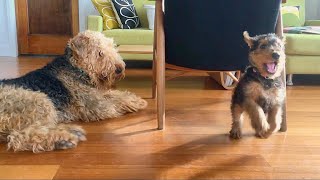 Airedale puppy play time [upl. by Aicaca]