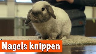 HOW TO nagels van je konijn knippen  DierenpraatTV [upl. by Schlessel]