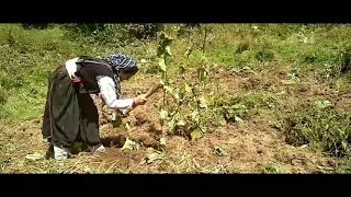 Kuth Saussurea lappa Cultivation Costus Herb Roots Cultivation In A Himalaya Village [upl. by Natsirt239]