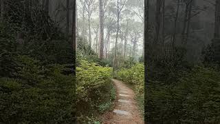 park parklands subscribe keepsupporting offbeathimachal travelvlog travelspherehimachal [upl. by Chaffinch]