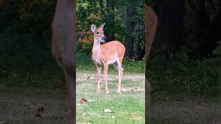 Fattening up the fawns for Wisconsin winter to come soon [upl. by Dnalevets]