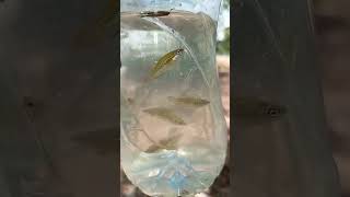 wild Catch Sparkling Gourami in forest Cambodia [upl. by Enimzaj]