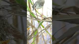 Grown Bird birdwatching birdspotting nature birdslover birds birdkids bird birds [upl. by Elsinore316]