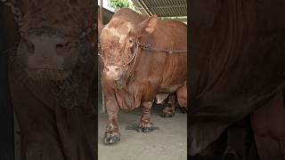 SAPI MOENSTER 13 TON Calon juara baru shorts sapisuper sapisuperjumbo cows [upl. by Lindon20]