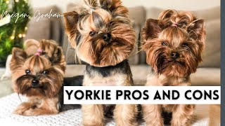 Yorkie Pros And Cons  Yorkie 101 [upl. by Nabetse874]