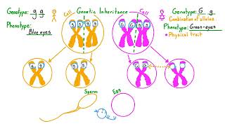 Inherited Disorders Explained [upl. by Sup]