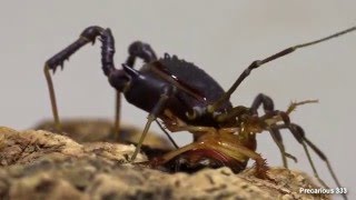 Red Devil Harvestmen eats a roach [upl. by Anoved498]