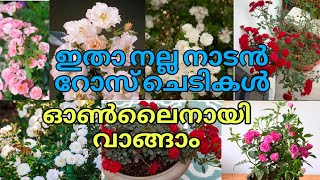 🥰💐🌹നാടൻ റോസാ ചെടികൾ കോമ്പോ ഓഫിറിൽ വാങ്ങാം gardening reels [upl. by Allene]