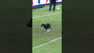 🐕 Reinforcement have arrived Limeño seemed to need help so little buddy joined as their 12th man 👀 [upl. by Kataway]