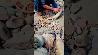 3 big masher hook fishing in dabber river fishing quenfish damfish Blastfish bigfish viralfish [upl. by Anaizit]