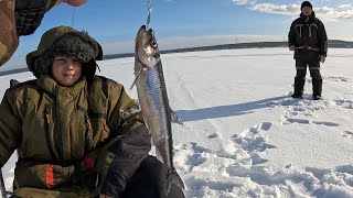 ОТЛИЧНЫЙ КЛЕВ КРУПНОЙ КОРЮШКИ НА ДАМБЕ  WINTER FISHING [upl. by Elinnet]