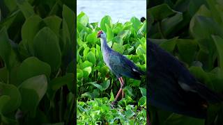 Western swamphen birds shorts youtubeshorts wildlife [upl. by Akinuahs355]