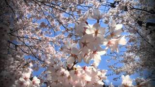 新庄村･がいせん桜 ♪ カノン Tribute to Pachelbel Kanon by taitai studio 561022K【HD】 [upl. by Connor177]