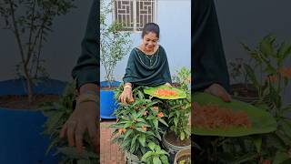 Kanakambaram flowers harvesting కనకాంబరం kanakambaram mygarden harvesting shortvideo gardening [upl. by Faletti]