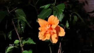 Life of an Hibiscus Flower Time Lapse 4K UHD HD [upl. by Nazay]