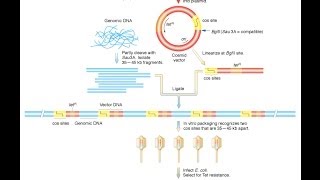 Cosmid vector [upl. by Franck]
