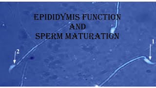 10 epididymis structure and maturation of sperm [upl. by Ahseya]