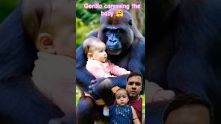 Gorilla caressing the baby🤗😍🥰❤️ animallove gorilla shorts [upl. by Brooke]