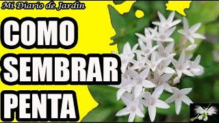 CÓMO SEMBRAR PENTAS LANCEOLATA estrella Egipcia  mi diario de jardin [upl. by Anivlis]