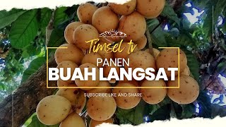 Memanen buah Langsat dari pohonnya [upl. by Netaf]