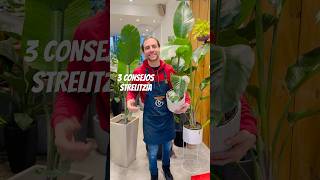 🌿3 CONSEJOS STRELITZIA🪴plantas cuidadodeplantas strelitzia [upl. by Yaja]