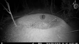 Shortbeaked Echidna Tachyglossus aculeatus exploring the leaf litter on the Malleefowl mound [upl. by Gram]