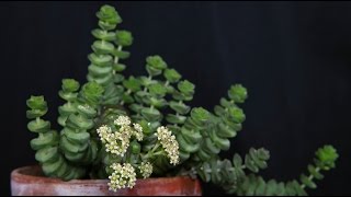 Crassula rupestris  FelsenDickblatt Jade Neckless [upl. by Coniah]