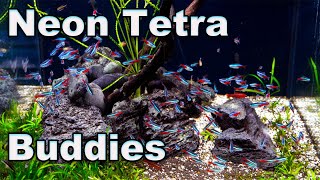 Neon Tetra Buddies Good Tank Mates for Your Neons and a word of caution [upl. by Larual]