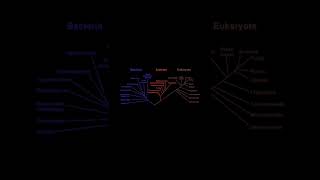 Evolution of Bacteria Archaea and Eukarya [upl. by Settle232]