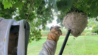 Angry and AGGRESSIVE Bald Faced Hornet Nest Removal  Wasp Nest Removal hornetking fyp viral [upl. by Collette418]