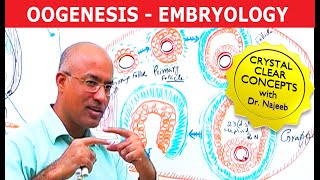 Oogenesis  Gametogenesis  Embryology🩺 [upl. by Jannery838]