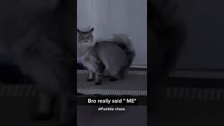 Look at this possessed cat 😂😮funny pets funnypets funnyshorts [upl. by Aivata]