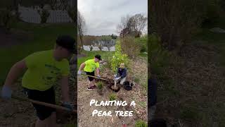 Planting a Pear Tree [upl. by Georas236]