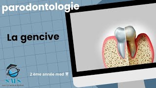 Cours  la gencive  anatomie physiopathologie module de paro  2 ème année [upl. by Inessa]