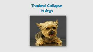 Tracheal collapse in dogs  Causes Clinical signs symptoms Diagnosis Treatment Prognosis [upl. by Atteuqahs]