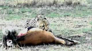 Cheetah amp cub feeding on a Grants Gazelle [upl. by Donatelli603]