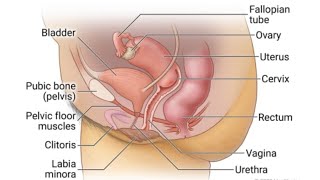 Female Pelvis Model  2nd Year MBBS OSPE [upl. by Nivre630]