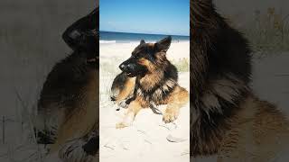 Debbie at Bribie Island dog beach Queensland Australia [upl. by Portwin8]