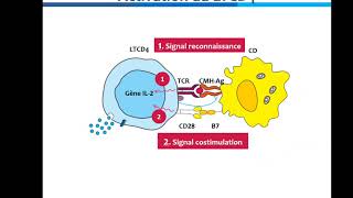 Activation et différenciation des lymphocytes TCD4 [upl. by Trevethick831]