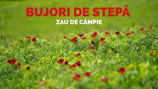 Bujorii de stepă  rezervația de la Zau de Câmpie [upl. by Hnahc519]